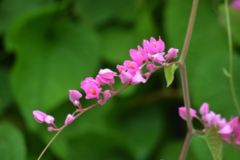 pink flowers, Singapore